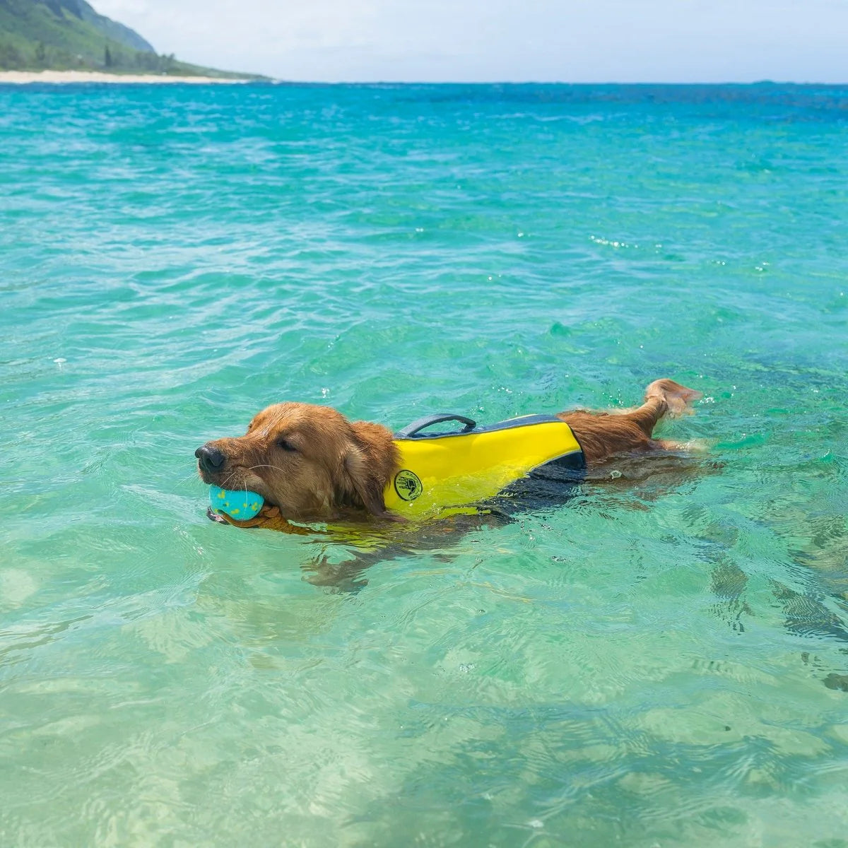 Carolina Pet Company - Life Jacket Neoprene Pet Life