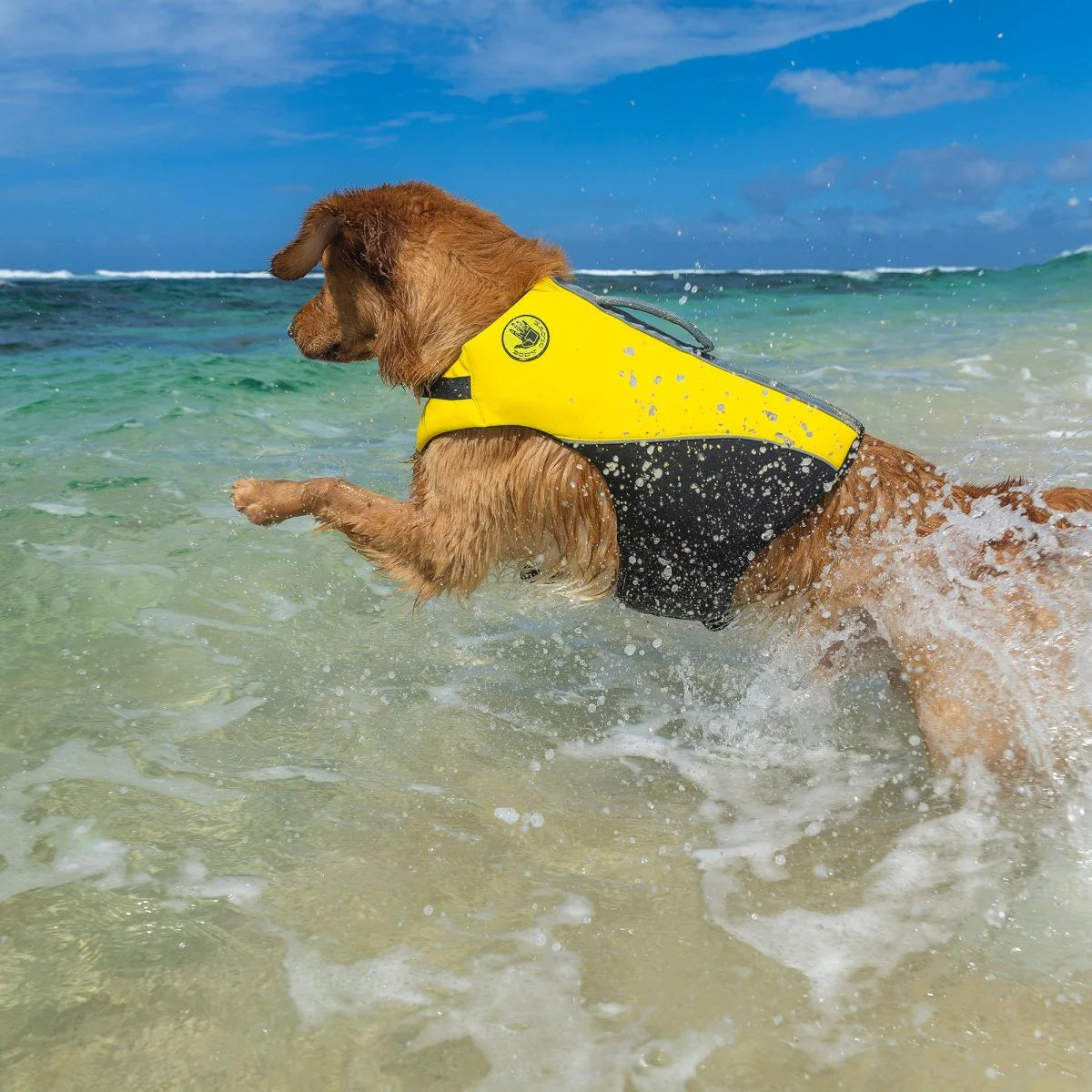 Carolina Pet Company - Life Jacket Neoprene Pet Life
