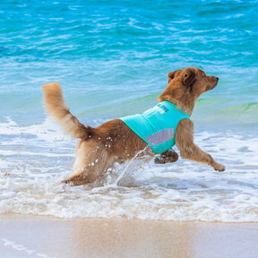 Carolina Pet Company - Life Jacket Neoprene Pet Life