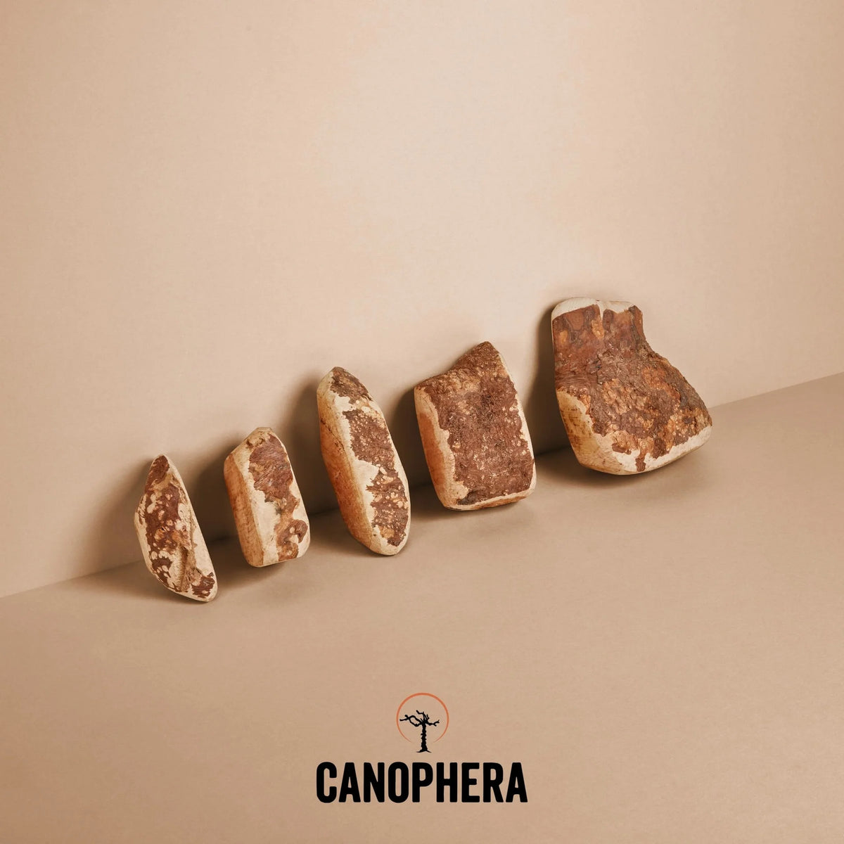 Canophera - Chew Root Made Of Briar Wood
