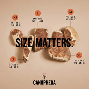 Canophera - Chew Root Made Of Briar Wood