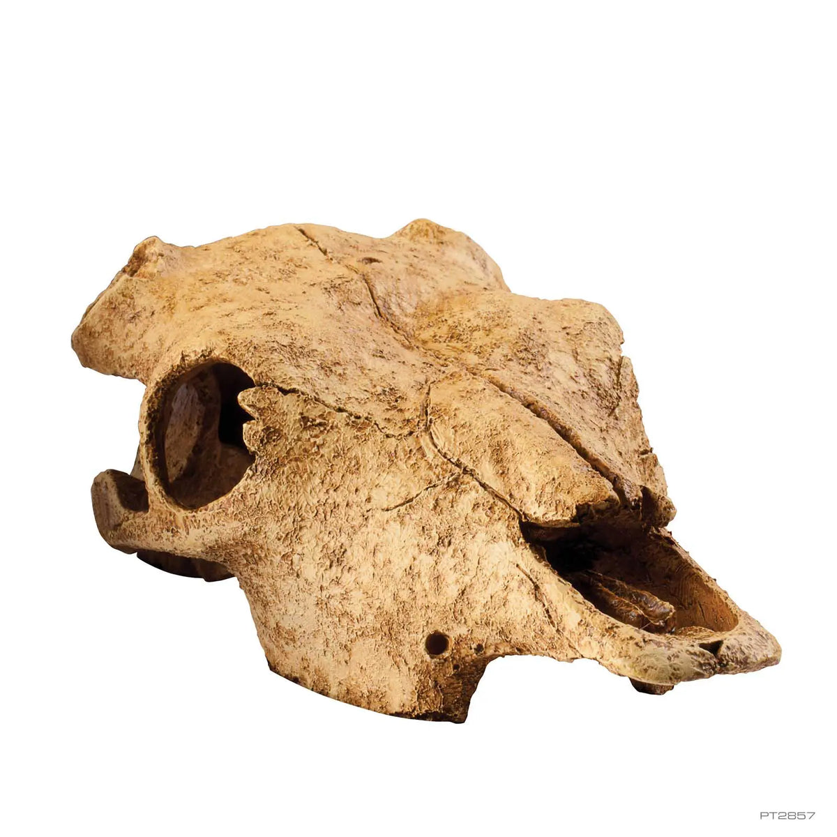 Buffalo Skull Terrarium Decor