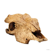 Buffalo Skull Terrarium Decor