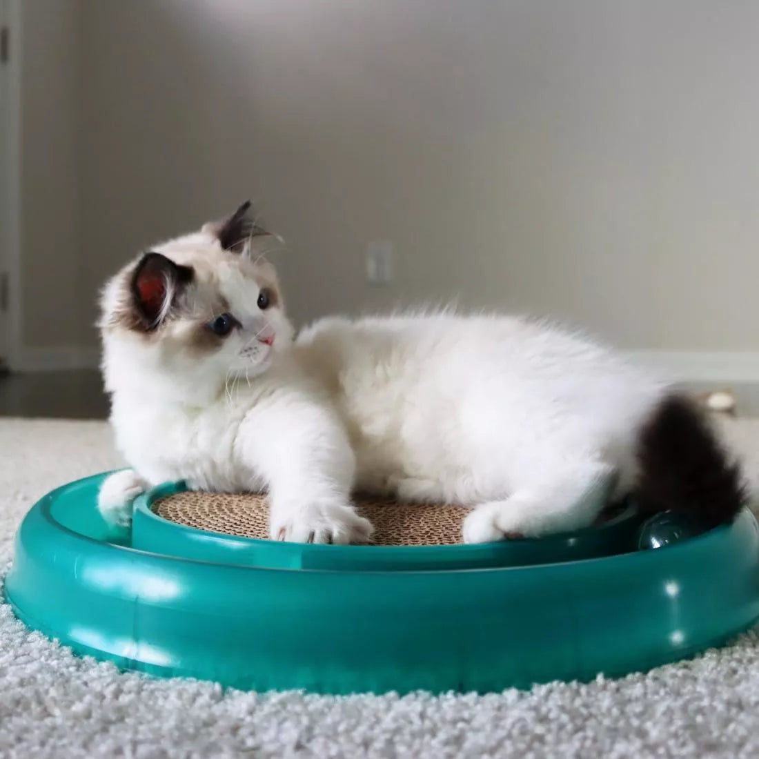 Bergan - Star Chaser Cat Toy - Southern Agriculture 