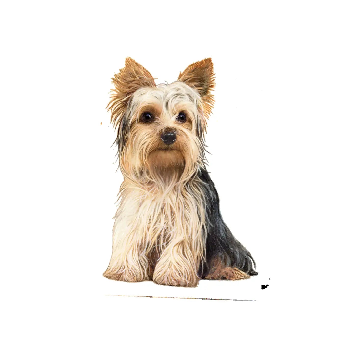E & S Imports - Vinyl Sticker Dog Breeds