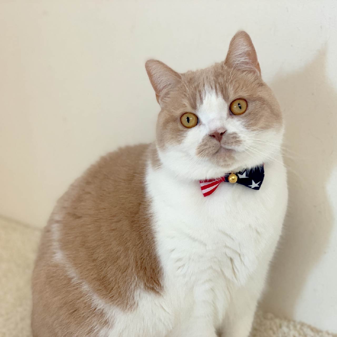 Moon-X USA - Cat Collar My Cat For President