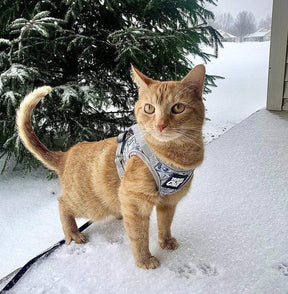 Travel Cat - Harness & Leash Set - "Cash Cat"