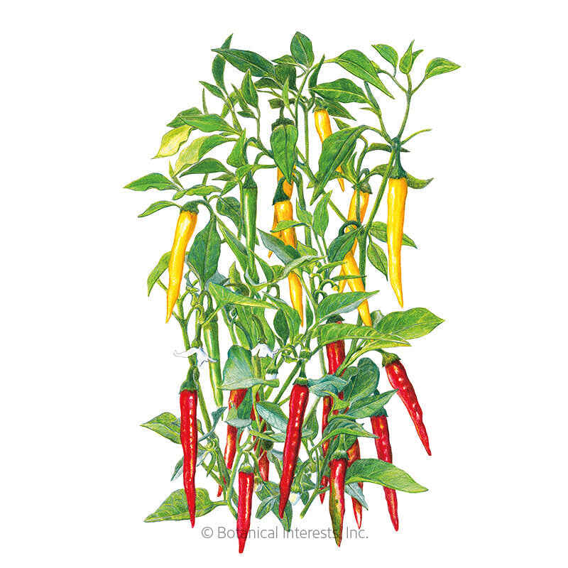 Botanical Interests, Inc. - Cayenne Blend Chile Pepper Seeds