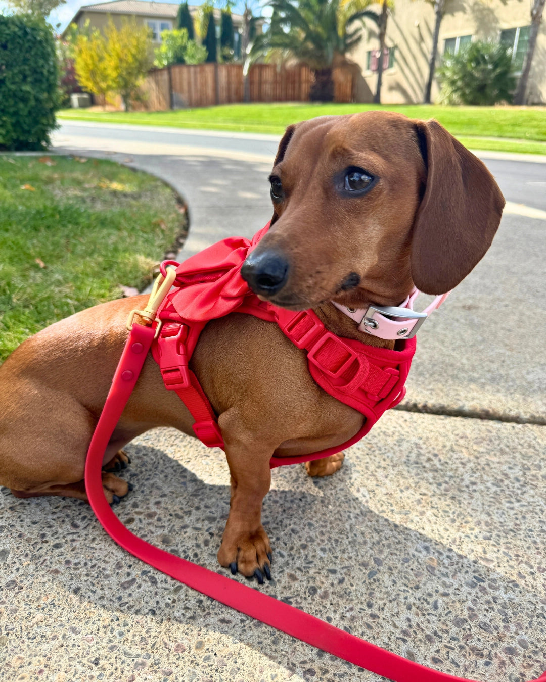 Furry Muse - Leash Wander Multiway