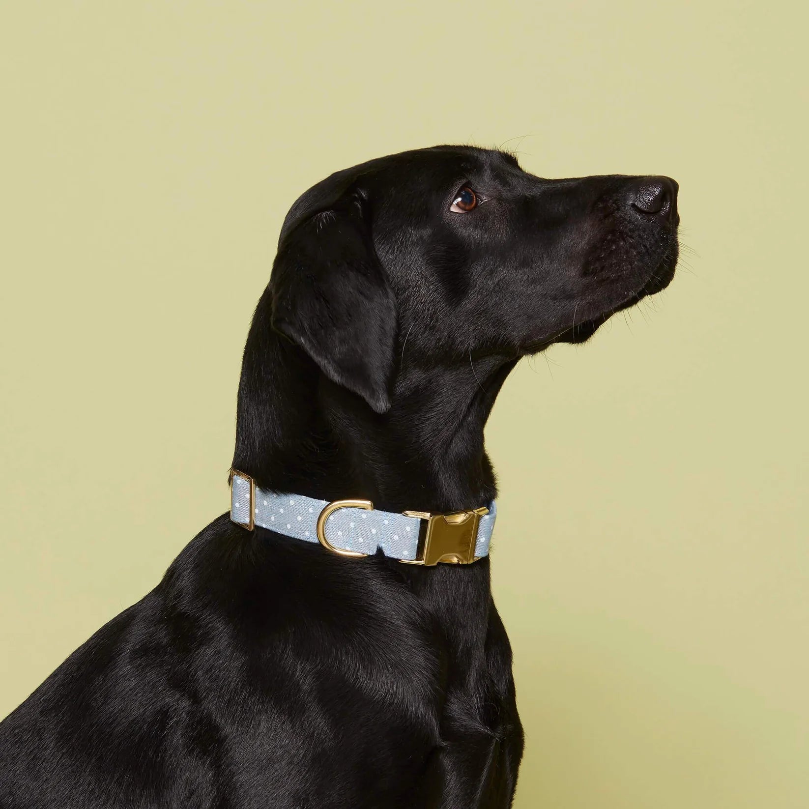 The Foggy Dog - Dog Collar Chambray Dots