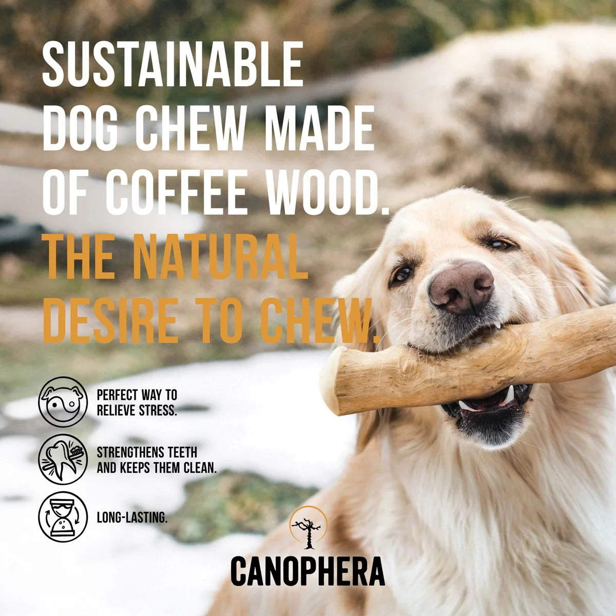 Canophera - Chew Stick Made From Coffee Tree Wood
