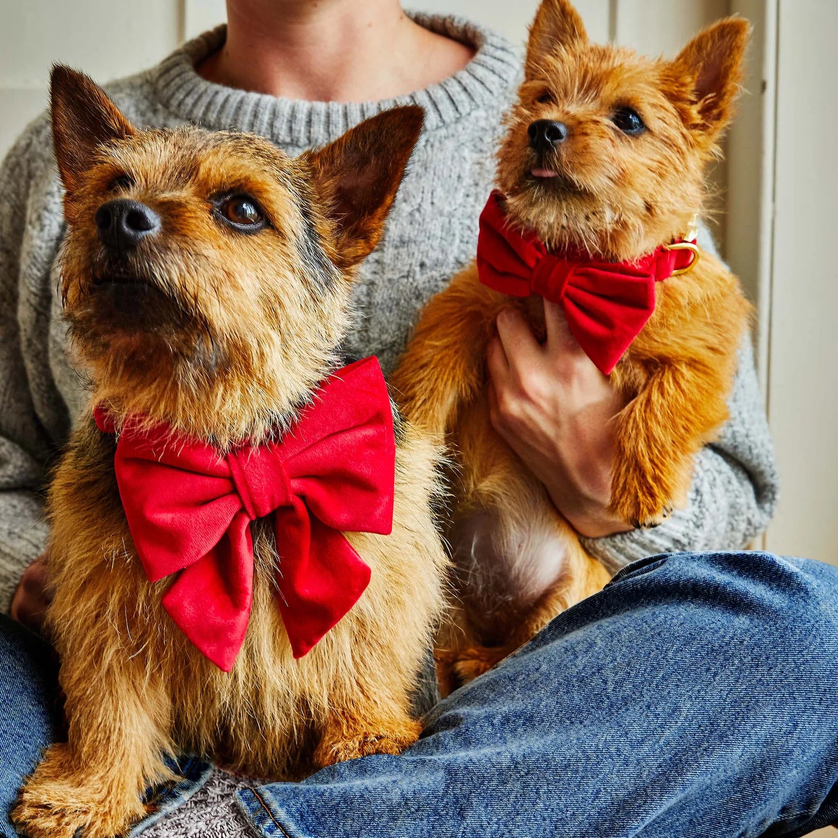 The Foggy Dog - Dog Bow Tie Cranberry Velvet