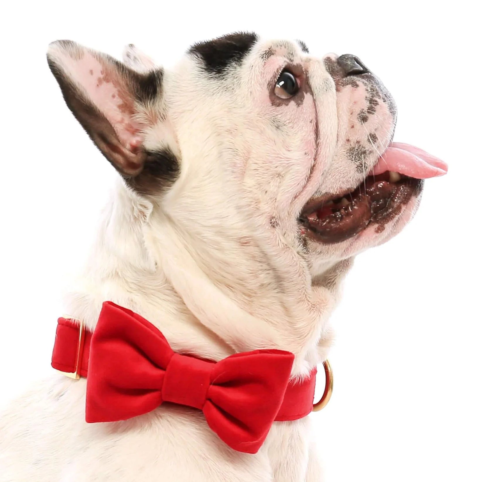 The Foggy Dog - Dog Bow Tie Cranberry Velvet