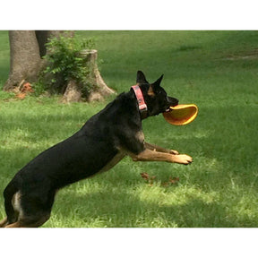 RuffDawg - K9 Flyer Dog Toy - Southern Agriculture 