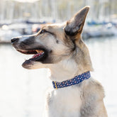 The Foggy Dog - Dog Collar Sail Away