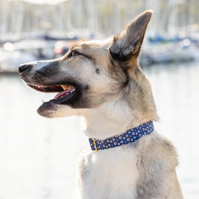 The Foggy Dog - Dog Collar Sail Away
