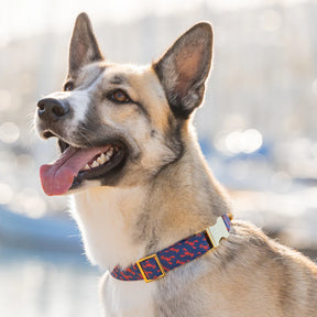 The Foggy Dog - Dog Collar Catch of the Day