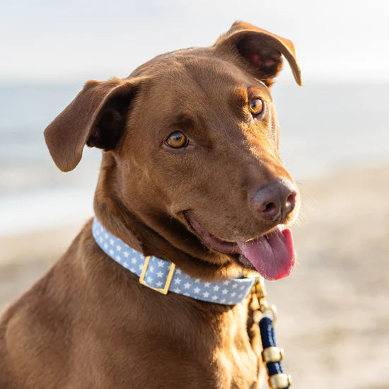 The Foggy Dog - Dog Collar Liberty (4th of July)