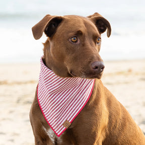 The Foggy Dog - Bandana Red Stripes