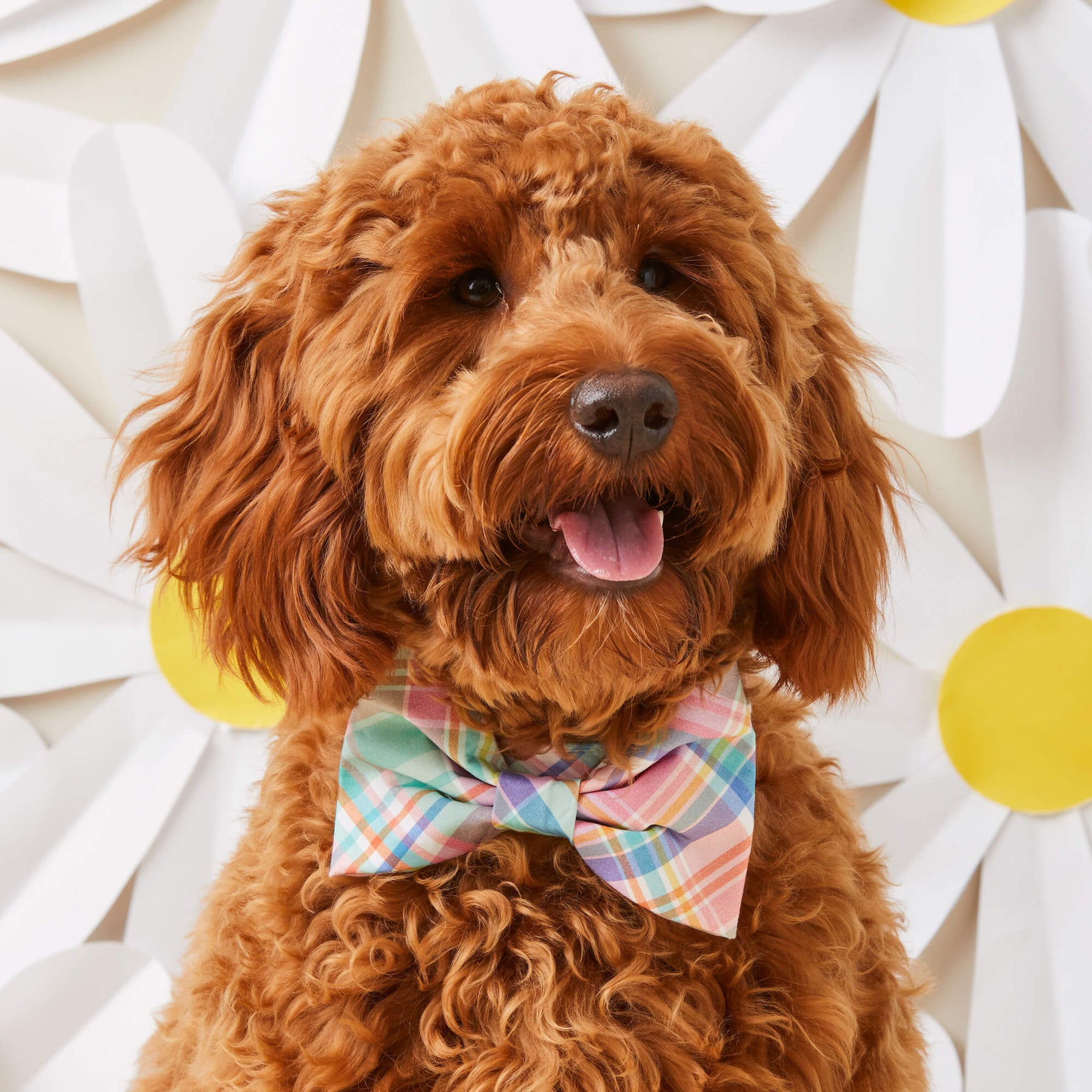 The Foggy Dog - Dog Bow Tie Blooming Plaid