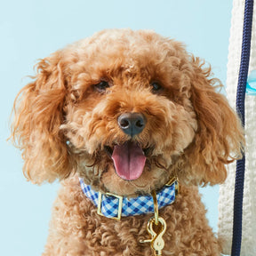 The Foggy Dog - Dog Collar Gingham Summer Blue
