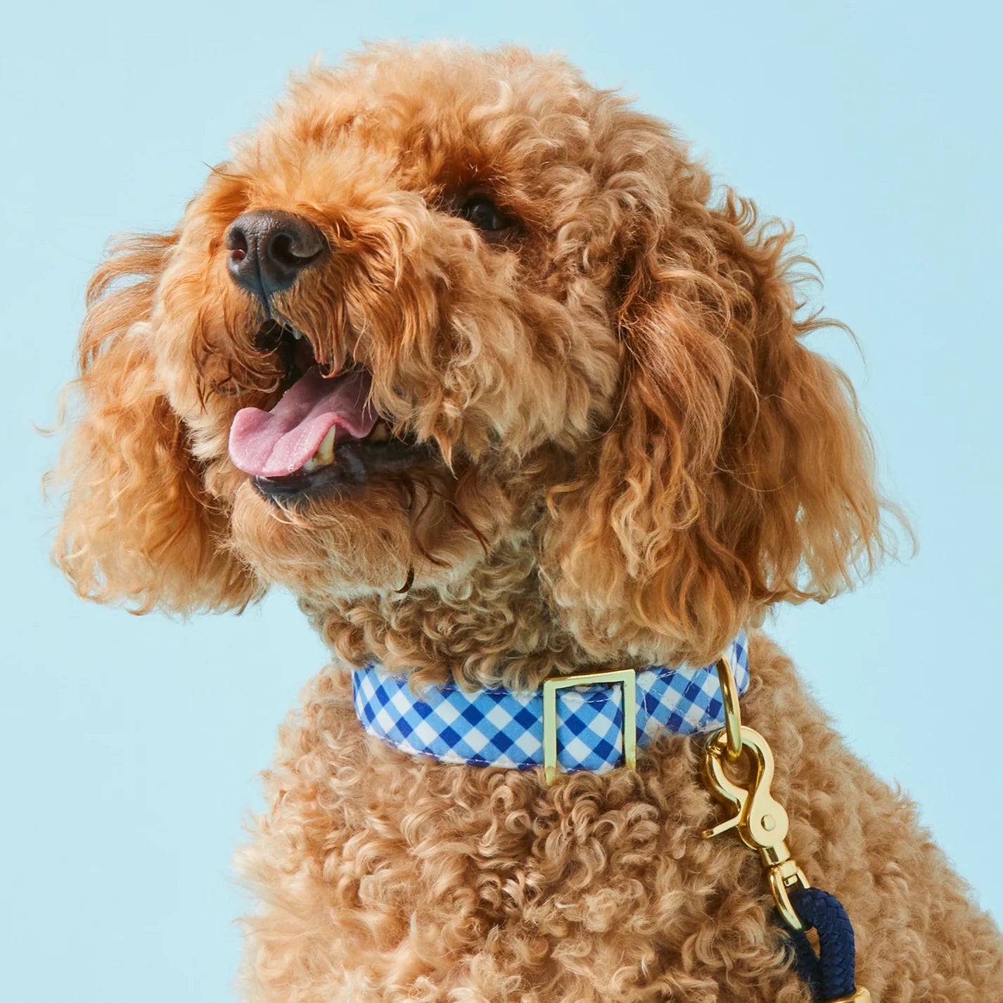 The Foggy Dog - Dog Collar Gingham Summer Blue