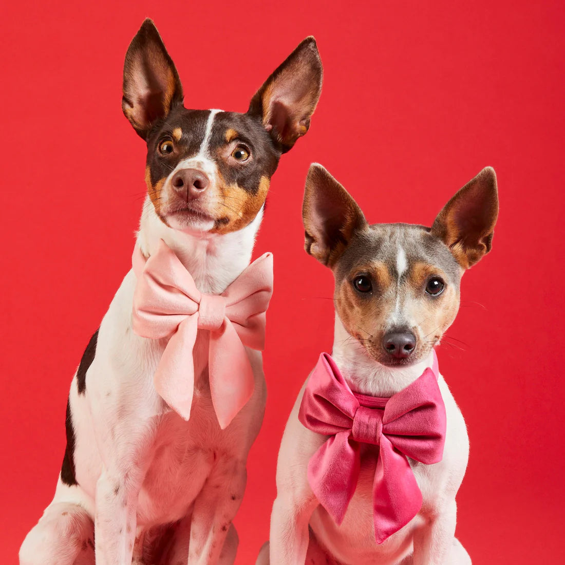 The Foggy Dog - Lady Dog Bow Hot Pink Velvet