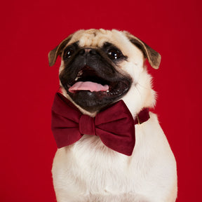 The Foggy Dog - Dog Bow Tie Burgundy Velvet