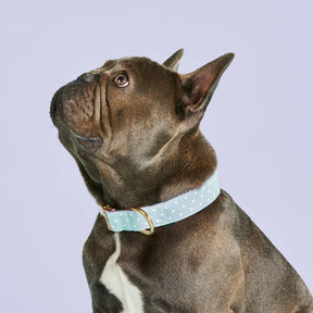 The Foggy Dog - Dog Collar Chambray Dots