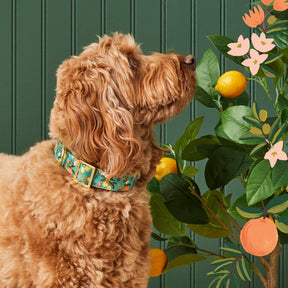 The Foggy Dog - Dog Collar Citrus Floral Rifle Paper CO. X TFD
