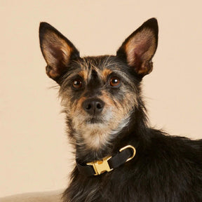 Foggy Dog - Dog Collar Onyx