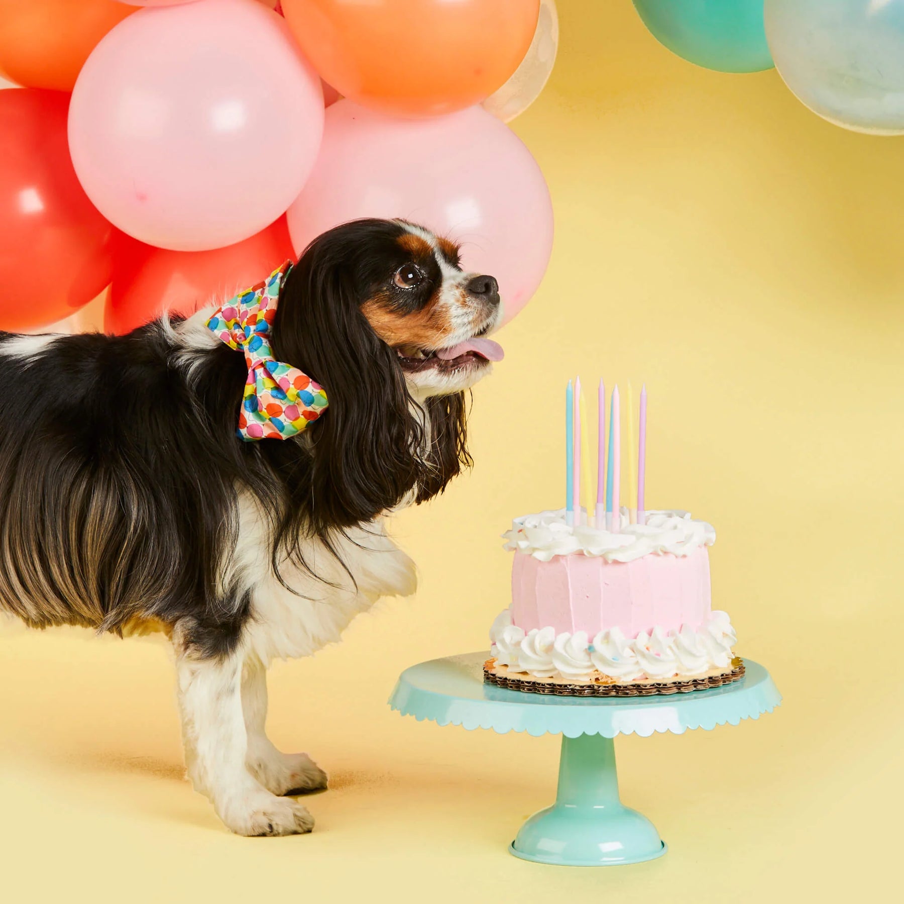 The Foggy Dog - Dog Bow Tie Pup, Pup, & Away