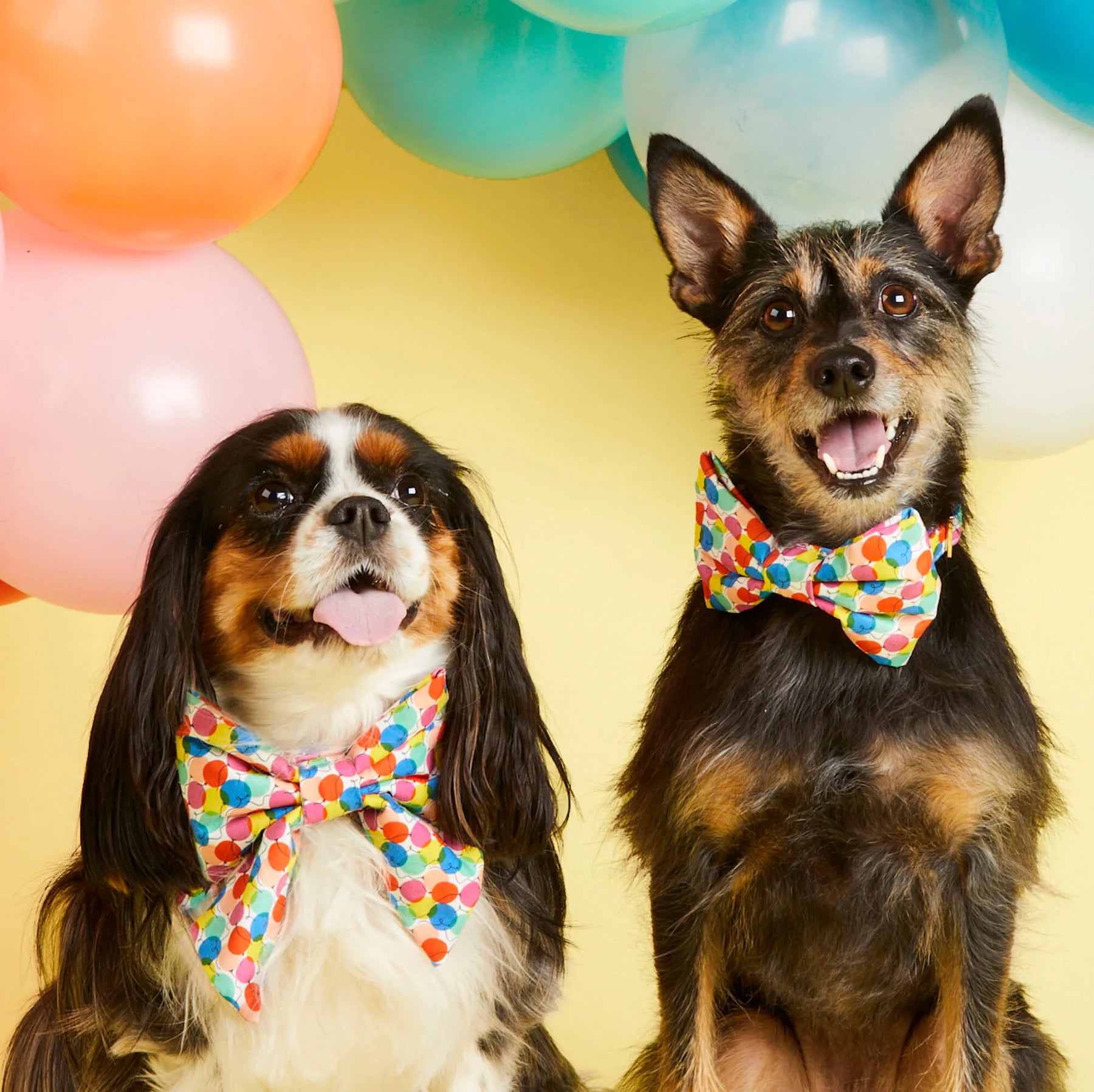The Foggy Dog - Dog Bow Tie Pup, Pup, & Away