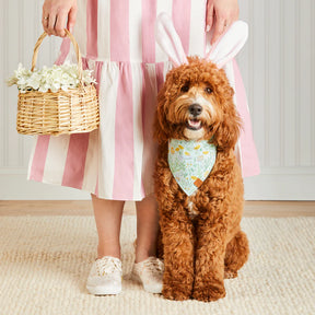 The Foggy Dog - Bandana Dog Easter Egg Hunt