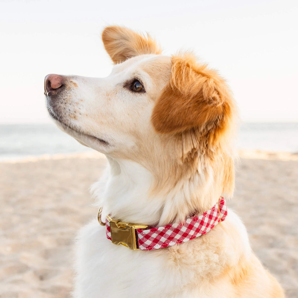 The Foggy Dog - Dog Collar Red Gingham