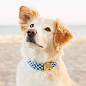 The Foggy Dog - Dog Collar Lake Blue Gingham - Southern Agriculture 