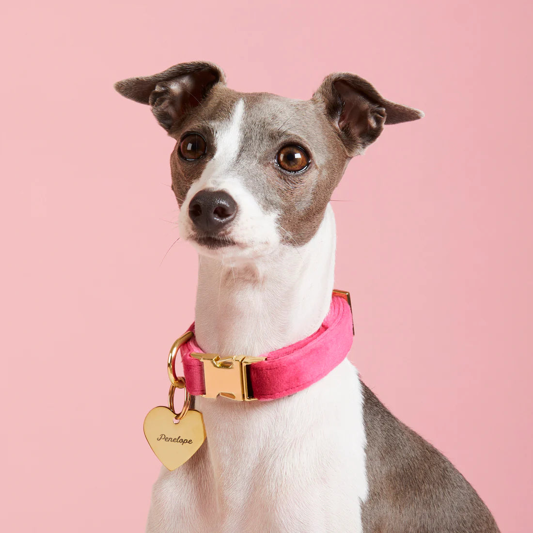 The Foggy Dog - Dog Collar Hot Pink Velvet