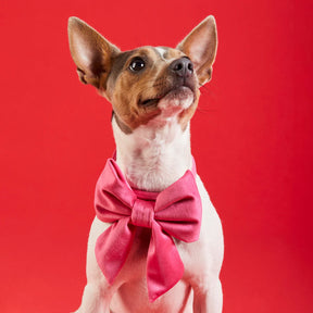 The Foggy Dog - Lady Dog Bow Hot Pink Velvet