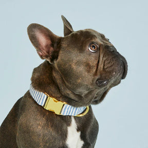 The Foggy Dog - Dog Collar Lake Blue Stripe - Southern Agriculture 