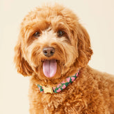 The Foggy Dog - Dog Collar Lovestruck - Southern Agriculture 