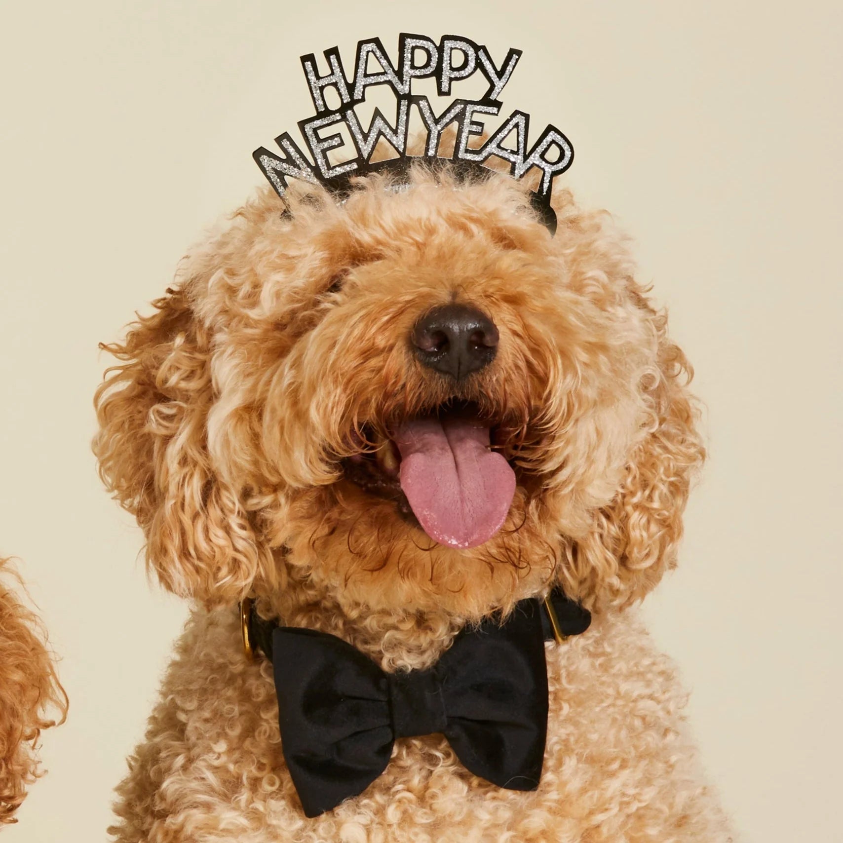 The Foggy Dog - Dog Bow Tie Velvet