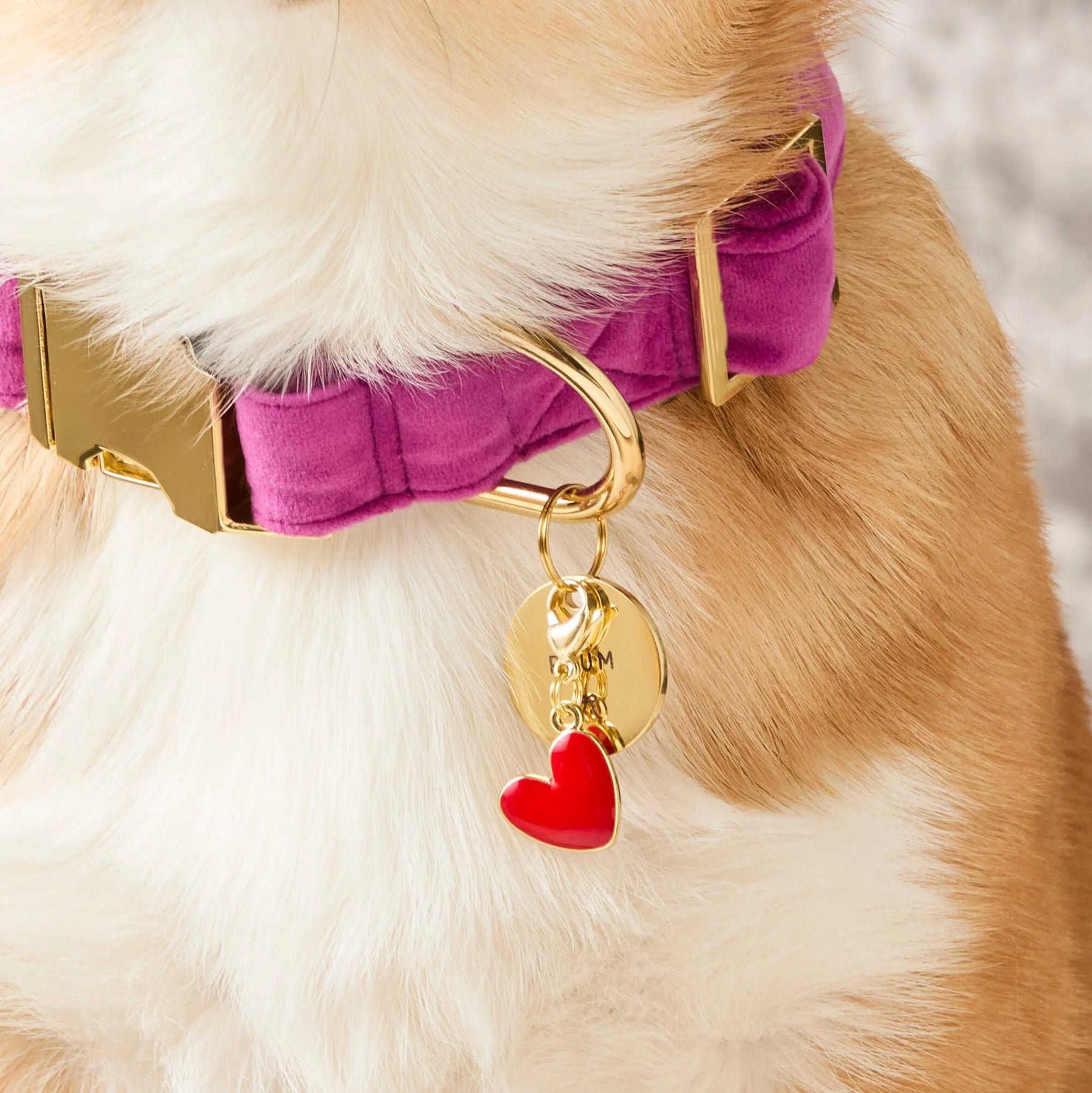 Foggy Dog - Dog Charm for Collar Colored - Southern Agriculture 