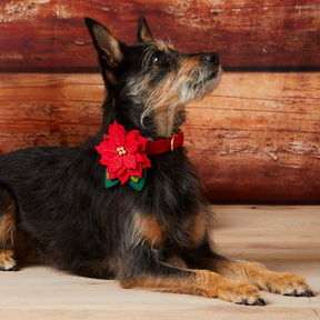 Foggy Dog - Poinsettia Flower For Dog Collar