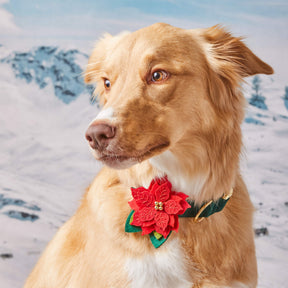 Foggy Dog - Poinsettia Flower For Dog Collar