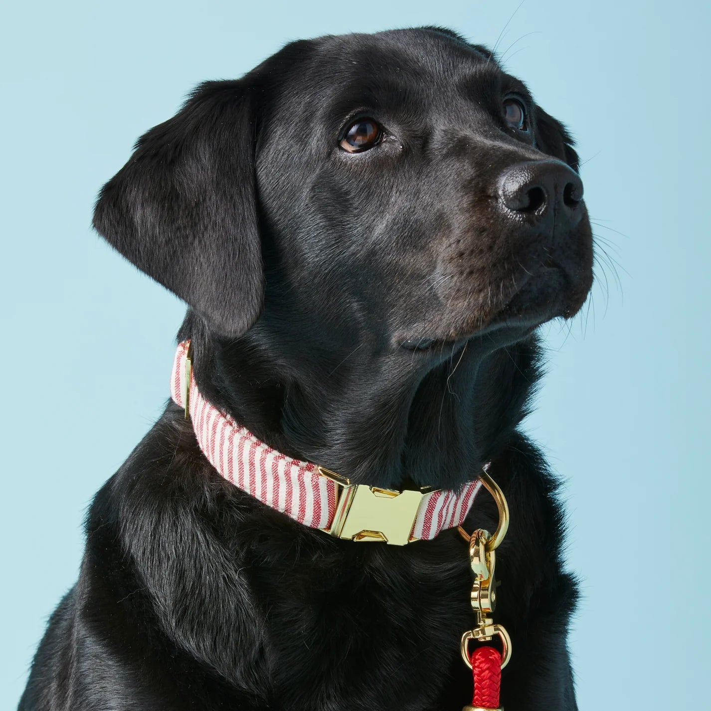 The Foggy Dog - Dog Collar Red Stripe