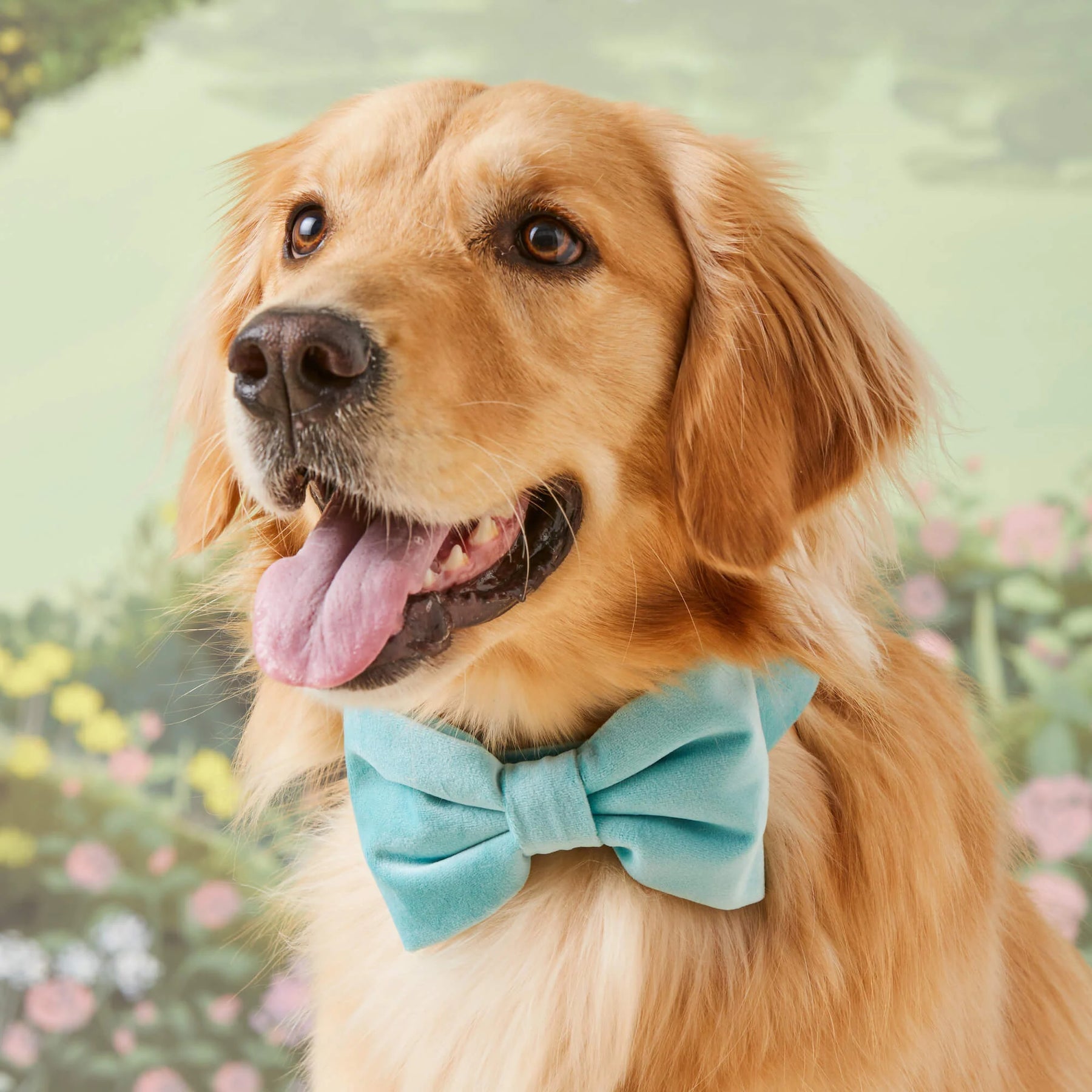 The Foggy Dog - Dog Bow Tie Robin's Egg Velvet