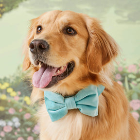 The Foggy Dog - Dog Bow Tie Robin's Egg Velvet