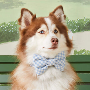 The Foggy Dog - Dog Bow Tie Sky Blue Gingham