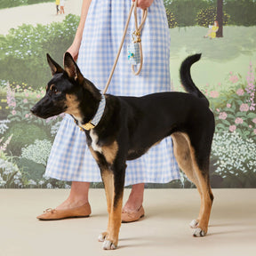 The Foggy Dog - Waste Bag Dispenser Light Blue Gingham