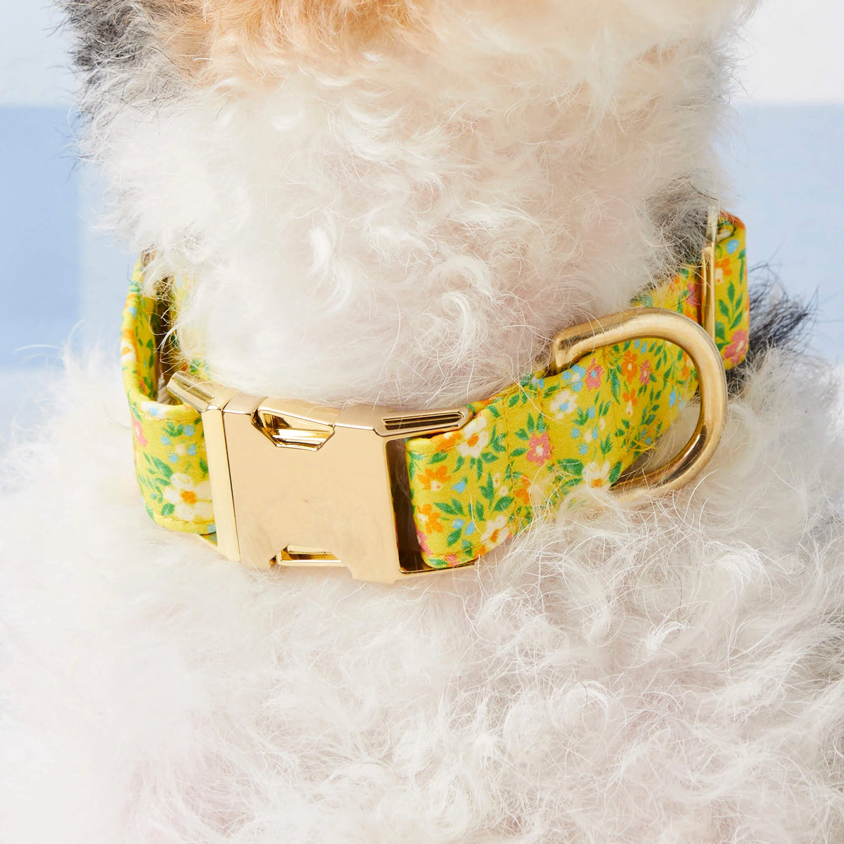 The Foggy Dog - Dog Collar Sunny Meadow